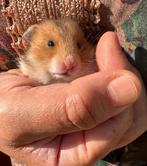 Hamster dore, Dieren en Toebehoren, Hamster, Juni, Geslacht onbekend, Tam