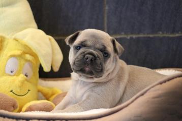 Franse Bulldog pups beschikbaar voor biedingen