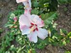 Hibiscus, Tuin en Terras, Ophalen