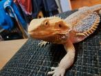 Mannelijke baardagaam 2 jaar met terrarium en toebehoren, Dieren en Toebehoren, Ophalen