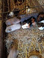 Cavia beertjes, Dieren en Toebehoren, Knaagdieren, Cavia, Juni, Mannelijk, Tam