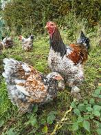 Brahma porselein, Dieren en Toebehoren, Meerdere dieren, Kip