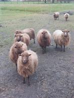 Kudde Ouessant schapen, Animaux & Accessoires, Moutons, Chèvres & Cochons, Plusieurs animaux, Mouton, 3 à 5 ans