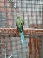 Kweekrijpe halsbandparkiet man, Dieren en Toebehoren, Vogels | Parkieten en Papegaaien