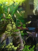 Guppy vrouwtjes, Dieren en Toebehoren, Vis, Zoetwatervis