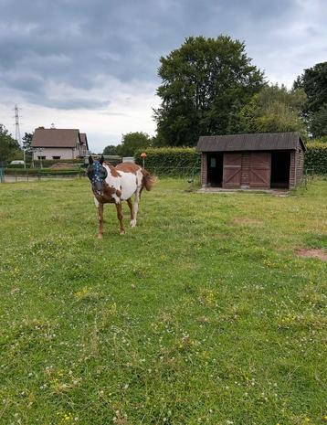 Paardenwei te huur in Waarloos/ Rumst beschikbaar voor biedingen