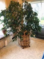 Kamerplant, Huis en Inrichting, Kamerplanten, Ficus, 150 tot 200 cm, Halfschaduw, In pot
