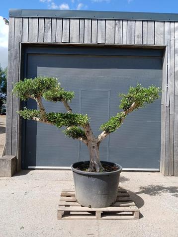 olijfboom - olijfbomen beschikbaar voor biedingen