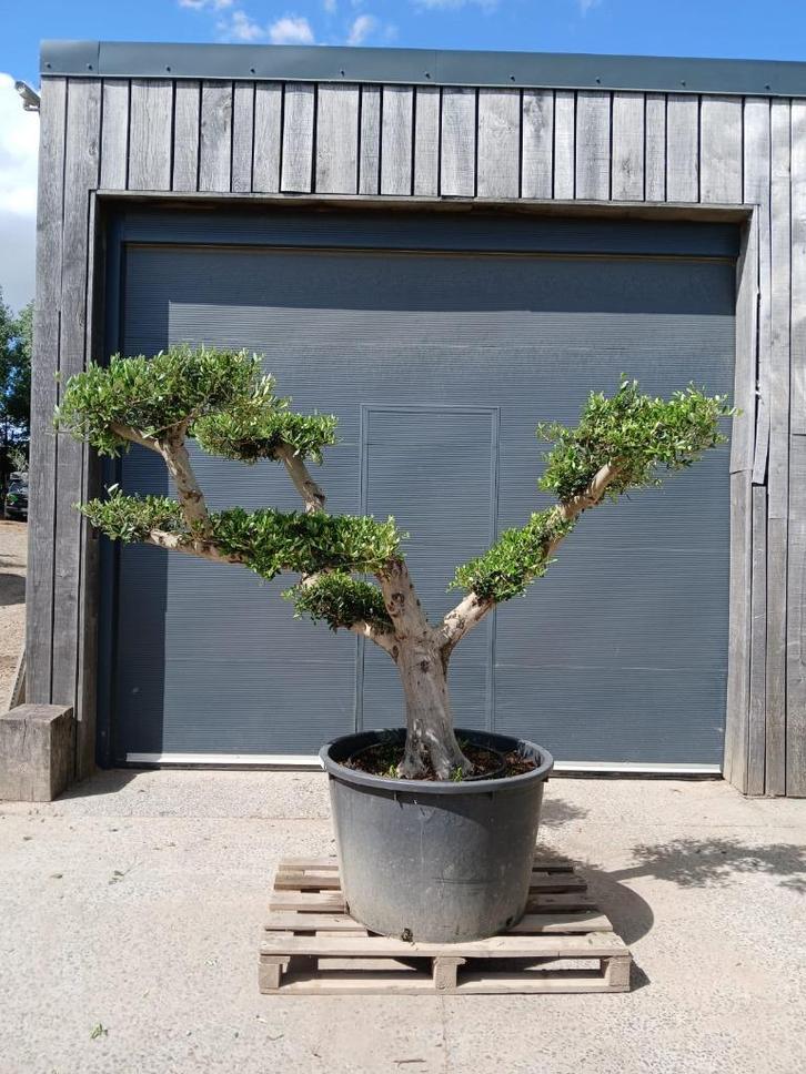 olijfboom - olijfbomen, Tuin en Terras, Planten | Bomen, Olijfboom, Ophalen