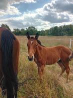 Hengsteveulen te koop, Dieren en Toebehoren, Paarden, Springpaard, Gechipt, 0 tot 2 jaar, Hengst
