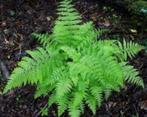 5 x wijfjesvaren of anthyruim filex femina in pot, Tuin en Terras, Planten | Tuinplanten, Ophalen, Vaste plant