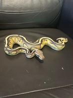 Ball python, Dieren en Toebehoren, Slang, 0 tot 2 jaar