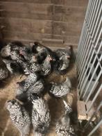 Wyandotte groothoenders, Dieren en Toebehoren, Pluimvee, Vrouwelijk, Kip