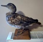 Mooi opgezette vrouwelijke eend, Verzamelen, Dierenverzamelingen, Verzenden, Gebruikt, Vogel, Opgezet dier
