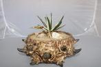 Agave vic reg white rhino, Vetplant, Volledige schaduw, Ophalen of Verzenden, In pot