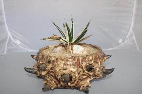 Agave vic reg white rhino, Huis en Inrichting, Kamerplanten, Vetplant, Minder dan 100 cm, Groene kamerplant, Volledige schaduw