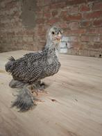 Brahma zilverpatrijs kuikens, Dieren en Toebehoren, Meerdere dieren, Kip