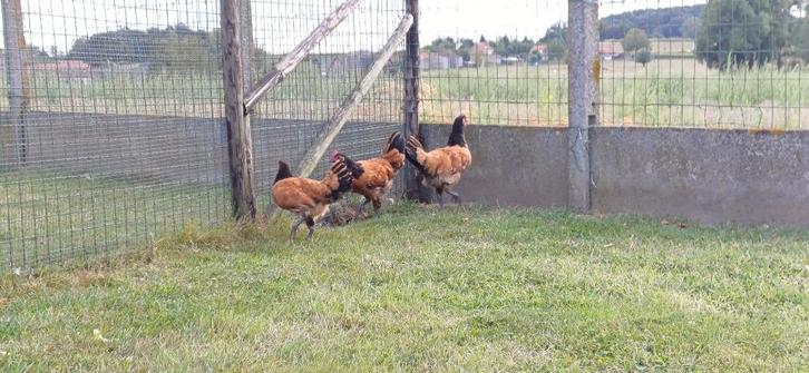 Vorwerk, Dieren en Toebehoren, Pluimvee, Kip, Meerdere dieren