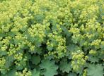 alchemilla mollis of vrouwenmantel een 5 tal, Tuin en Terras, Ophalen