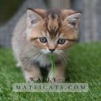 British Shorthair Black Golden Ticked, Dieren en Toebehoren, Katten en Kittens | Raskatten | Korthaar, Meerdere dieren, Gechipt