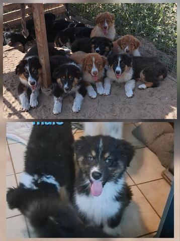 Tri-choc en tricolor Australische herder pups op boerderij  beschikbaar voor biedingen
