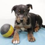 Beauceron pups te koop (Belgisch), België, CDV (hondenziekte), 8 tot 15 weken, Meerdere