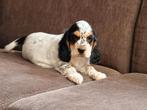 Prachtig tricolor Engelse Cocker Spaniel pup, CDV (hondenziekte), Meerdere, 8 tot 15 weken, Meerdere dieren