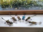 Gekko kameleon familie, Ophalen of Verzenden