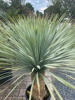 Yucca rostrata, Ophalen