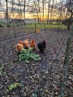 Cochin groot buff en zwart, Dieren en Toebehoren, Pluimvee