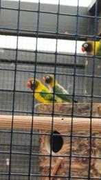 Dwergpapegaai handtam, Dieren en Toebehoren, Vogels | Overige Vogels