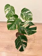 Monstera Variegata, Enlèvement