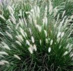 Pennisetum little bunny, Tuin en Terras, Planten | Tuinplanten, Vaste plant, Siergrassen, Ophalen