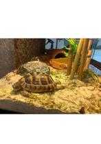 Landschildpad met terrarium 🐢, Ophalen, Gebruikt, Terrarium of Paludarium