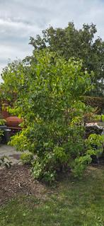 Boerenjasmijn, Ophalen