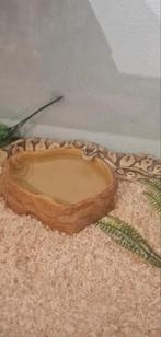 Bal python vrouw, Animaux & Accessoires, Reptiles & Amphibiens | Accessoires, Enlèvement