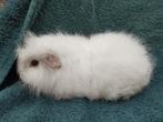 Ch Teddy cavia zeugjes te koop, Dieren en Toebehoren, Knaagdieren, Augustus, Vrouwelijk, Cavia