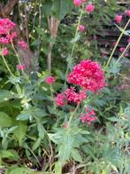 Zaailing rode Valeriaan, Tuin en Terras, Planten | Tuinplanten, Overige soorten, Volle zon, Vaste plant, Ophalen of Verzenden