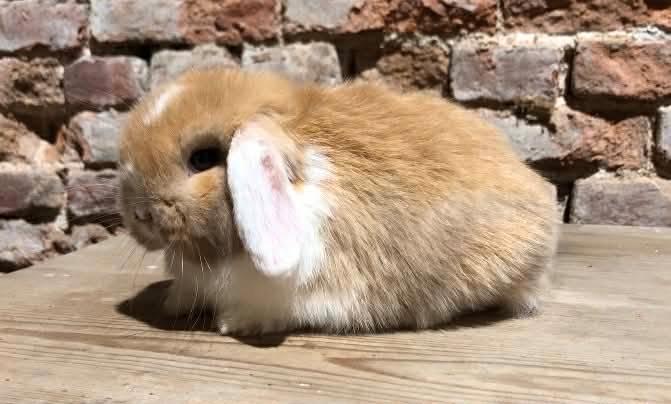 Minilop rammelaar, Dieren en Toebehoren, Konijnen, Dwerg, Mannelijk, 0 tot 2 jaar, Hangoor