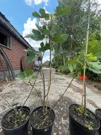 Vijgen bomen, Enlèvement, En pot