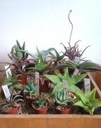 Aloe weelde !, Vetplant, Ophalen of Verzenden, Minder dan 100 cm, Bloeiende kamerplant