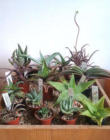 Aloe weelde ! beschikbaar voor biedingen