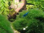 Blauwe neo caridina garnalen blue dream, Dieren en Toebehoren, Vissen | Aquariumvissen