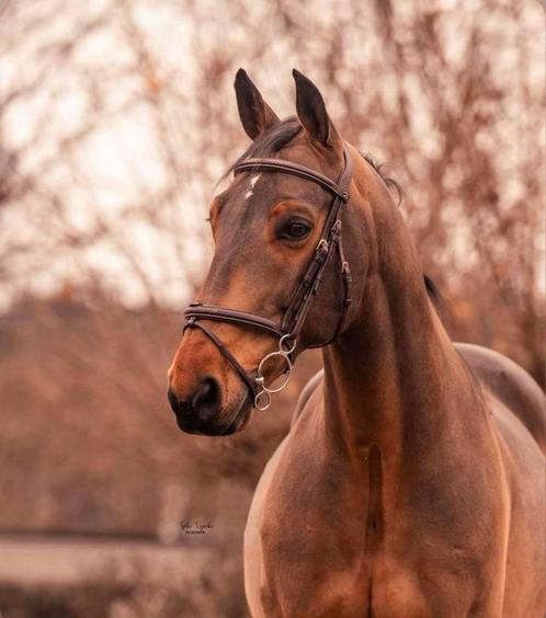 Ideaal betrouwbaar  leerpaard, Dieren en Toebehoren, Paarden, Z