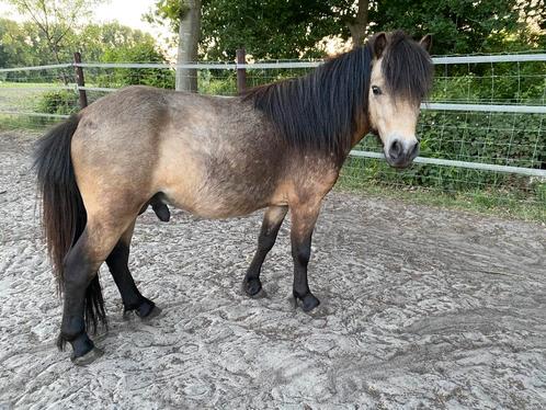 Amerikaans miniatuur paard hengst, Dieren en Toebehoren, Paarden en Pony's | Dekhengsten en Fokmerries, Hengst