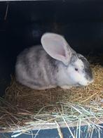 Duitse reus ram, Dieren en Toebehoren, Mannelijk, Groot, 0 tot 2 jaar