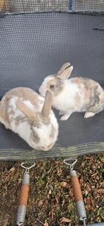 Lapin+clapier+cage, Enlèvement