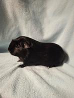 Engels gekruind zwart beertje, Mannelijk, Cavia, Tam
