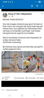 Te  koop, Dieren en Toebehoren, Vogels | Parkieten en Papegaaien