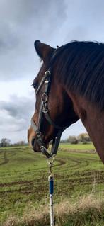 Merrie, Dieren en Toebehoren, Merrie